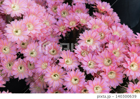 群生した柱サボテン短毛丸の花 群生した柱サボテン短毛丸の花 140300639