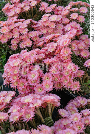 群生した柱サボテン短毛丸の花 群生した柱サボテン短毛丸の花 140300642