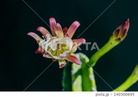 柱サボテンの花 柱サボテンの花 140300695
