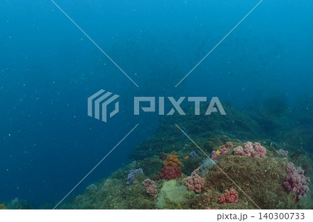 太陽の光を浴びるサンゴ礁と魚 太陽の光を浴びるサンゴ礁と魚 140300733