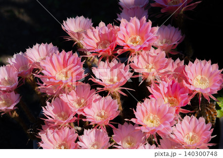 我が家で育てている柱サボテン短毛丸の満開の花 我が家で育てている柱サボテン短毛丸の満開の花 140300748