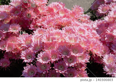 群生して咲いたサボテン短毛丸の花 群生して咲いたサボテン短毛丸の花 140300803