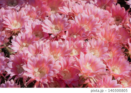 群生して咲いたサボテン短毛丸の花 群生して咲いたサボテン短毛丸の花 140300805
