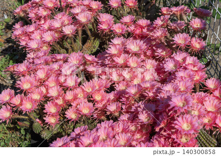 群生して咲いたサボテンの花 群生して咲いたサボテンの花 140300858
