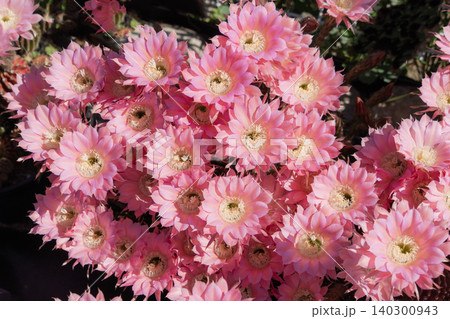 サボテン短毛丸の満開の花 サボテン短毛丸の満開の花 140300943