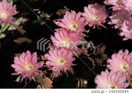 サボテン短毛丸の満開の花 サボテン短毛丸の満開の花 140300944