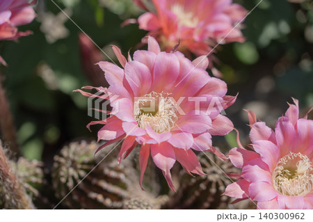 サボテン短毛丸の満開の花 サボテン短毛丸の満開の花 140300962
