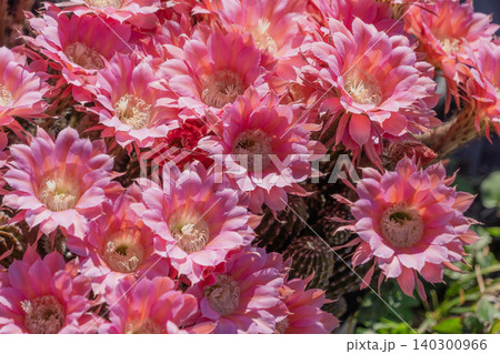 サボテン短毛丸の満開の花 サボテン短毛丸の満開の花 140300966