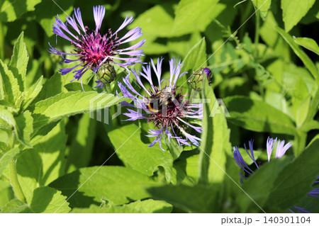 A dark bumblebee pollinates a mountain cornflower flower in a meadow A dark bumblebee pollinates a mountain cornflower flower in a meadow 140301104
