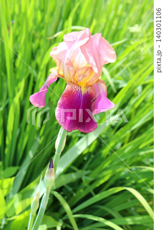 A pink iris flower with a bud against a background of grass in a flowerbed 140301106