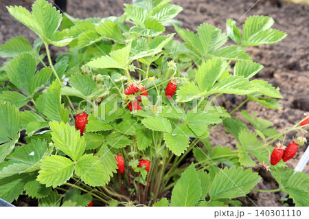 Ripening wild strawberries in a garden or greenhouse Ripening wild strawberries in a garden or greenhouse 140301110