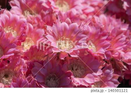 群生して咲いたサボテン短毛丸の花 群生して咲いたサボテン短毛丸の花 140301121