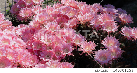 群生して咲いたサボテンの花 群生して咲いたサボテンの花 140301253
