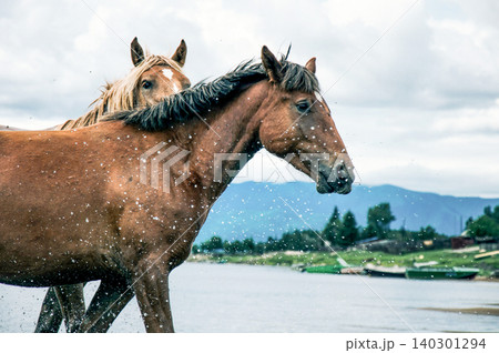Herd of horses grazes freely outside, horse drinks water from river Herd of horses grazes freely outside, horse drinks water from river 140301294