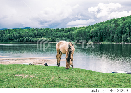 Herd of horses grazes freely outside, horse drinks water from river 140301299