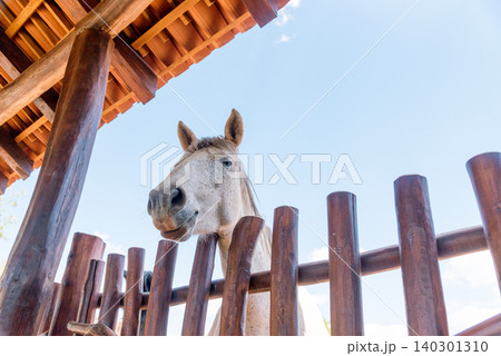Domestic horses stand in farm stall, animals graze in spacious stable outdoor Domestic horses stand in farm stall, animals graze in spacious stable outdoor 140301310