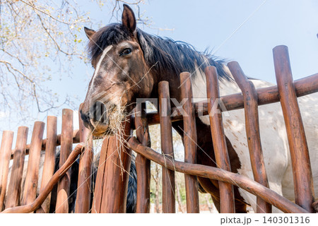 Domestic horses stand in farm stall, animal eat hay in spacious stable outside 140301316