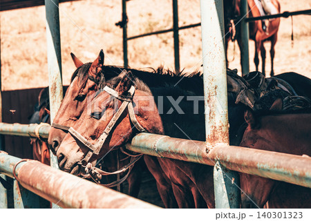 Domestic horses stand in stall on farm, brown and red horse waiting for rider Domestic horses stand in stall on farm, brown and red horse waiting for rider 140301323