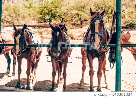 Domestic horses stand in stall on farm, brown and red horse waiting for rider Domestic horses stand in stall on farm, brown and red horse waiting for rider 140301324