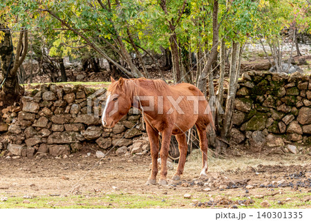 Domestic horse grazing on meadow grassland, farm with animals outdoor landscape 140301335