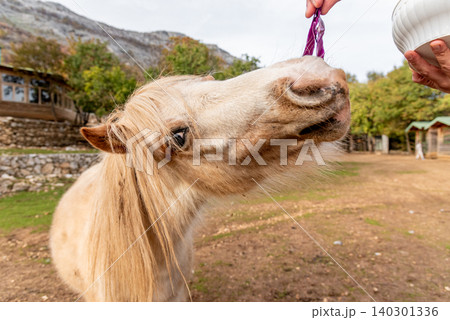 Man feed vegetables to small horse farm, pony walk in meadow landscape outside Man feed vegetables to small horse farm, pony walk in meadow landscape outside 140301336