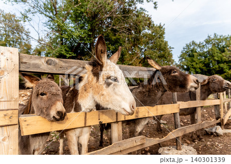 Cute fluffy donkeys stuck heads out of stable pen, domestic farm animals outdoor 140301339