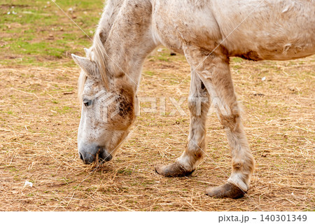Domestic horse grazing on meadow grassland, farm with animals outdoor landscape Domestic horse grazing on meadow grassland, farm with animals outdoor landscape 140301349