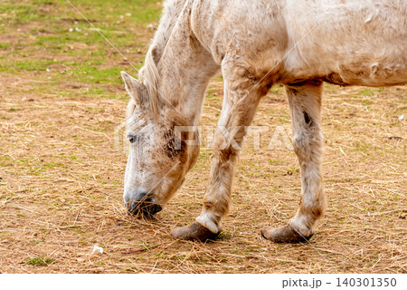 Domestic horse grazing on meadow grassland, farm with animals outdoor landscape Domestic horse grazing on meadow grassland, farm with animals outdoor landscape 140301350