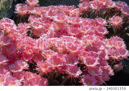 群生して咲いたサボテンの花 群生して咲いたサボテンの花 140301359