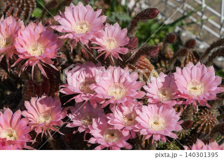 群生して咲いたサボテンの花 群生して咲いたサボテンの花 140301395