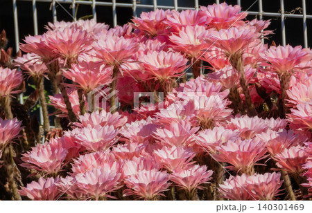 群生して咲いたサボテンの花 群生して咲いたサボテンの花 140301469