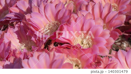 群生して咲いたサボテンの花 群生して咲いたサボテンの花 140301479