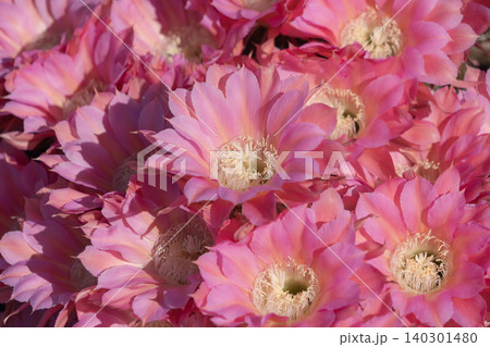 群生して咲いたサボテンの花 群生して咲いたサボテンの花 140301480
