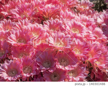 群生して咲いたサボテンの花 群生して咲いたサボテンの花 140301486