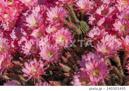 群生して咲いたサボテンの花 群生して咲いたサボテンの花 140301495