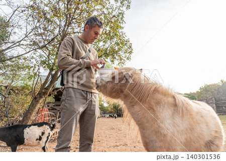 Man feed vegetables to small horse farm, pony walk in meadow landscape outside 140301536