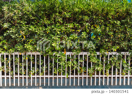 Dense green hedge growing through white metal fence in urban landscape, natural privacy barrier with lush foliage creating decorative garden 140301541