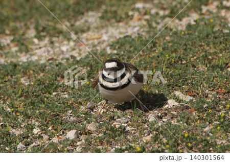 Killdeer Bird Guarding Nest of Eggs on Ground Killdeer Bird Guarding Nest of Eggs on Ground 140301564