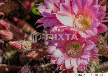 群生して咲いたサボテンの花 群生して咲いたサボテンの花 140301619