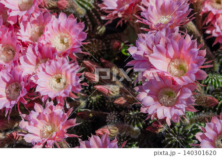 群生して咲いたサボテンの花 群生して咲いたサボテンの花 140301620