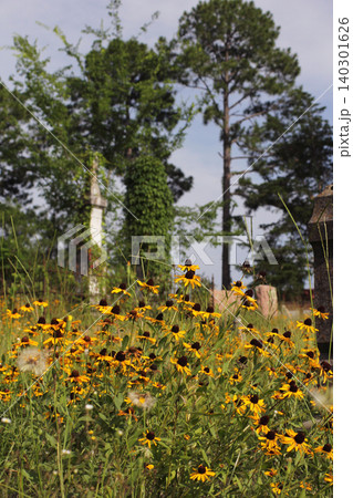 Wildflowers Growing at Historic Cemetery in Rural East TX Troup City Cemetery Wildflowers Growing at Historic Cemetery in Rural East TX Troup City Cemetery 140301626