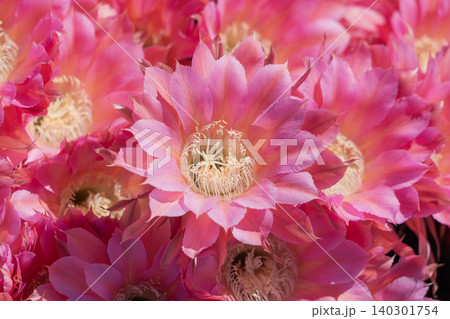 群生して咲いたサボテンの花 群生して咲いたサボテンの花 140301754