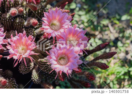 群生して咲いたサボテンの花 群生して咲いたサボテンの花 140301758