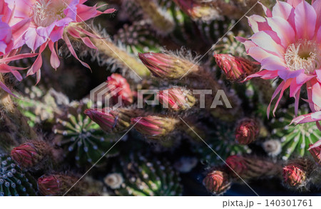 群生して咲いたサボテンの花 群生して咲いたサボテンの花 140301761