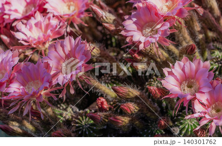 群生して咲いたサボテンの花 群生して咲いたサボテンの花 140301762