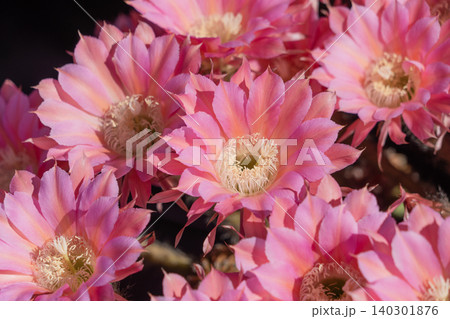 群生して咲いたサボテンの花 群生して咲いたサボテンの花 140301876