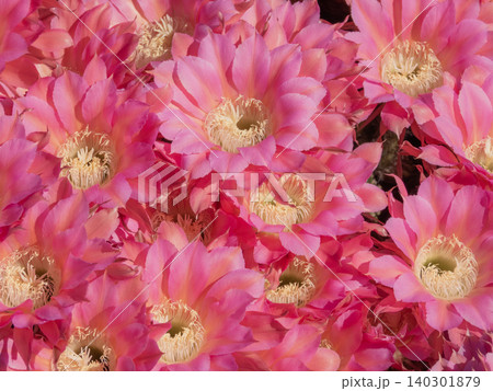 群生して咲いたサボテンの花 群生して咲いたサボテンの花 140301879