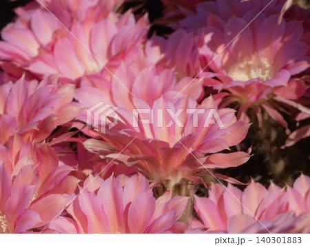 群生して咲いたサボテンの花 群生して咲いたサボテンの花 140301883