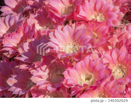 サボテン短毛丸の花 サボテン短毛丸の花 140302029