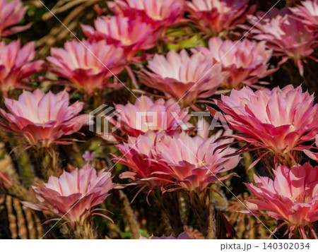 サボテン短毛丸の花 サボテン短毛丸の花 140302034